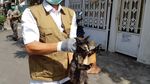 Penangkapan Kucing-kucing Liar yang Bikin Resah di Jakarta Pusat