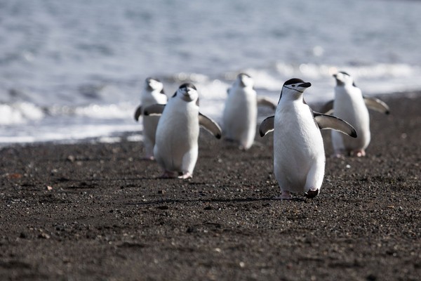 Penguin menjadi satwa yang dilindungi, tak boleh ada perburuan. Pulau ini juga dibuka untuk pariwisata. Ada banyak paket tur untuk kapal pesiar dan penjelajahan untuk menikmati Pulau PHP ini. (Thinsktock)