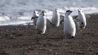 Penguin menjadi satwa yang dilindungi, tak boleh ada perburuan. Pulau ini juga dibuka untuk pariwisata. Ada banyak paket tur untuk kapal pesiar dan penjelajahan untuk menikmati Pulau PHP ini. (Thinsktock)