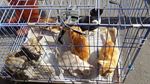 Penangkapan Kucing-kucing Liar yang Bikin Resah di Jakarta Pusat