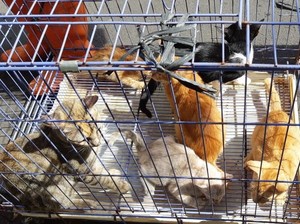 Alasan Kucing Liar di Jakpus Ditangkapi: Berisik saat Kawin