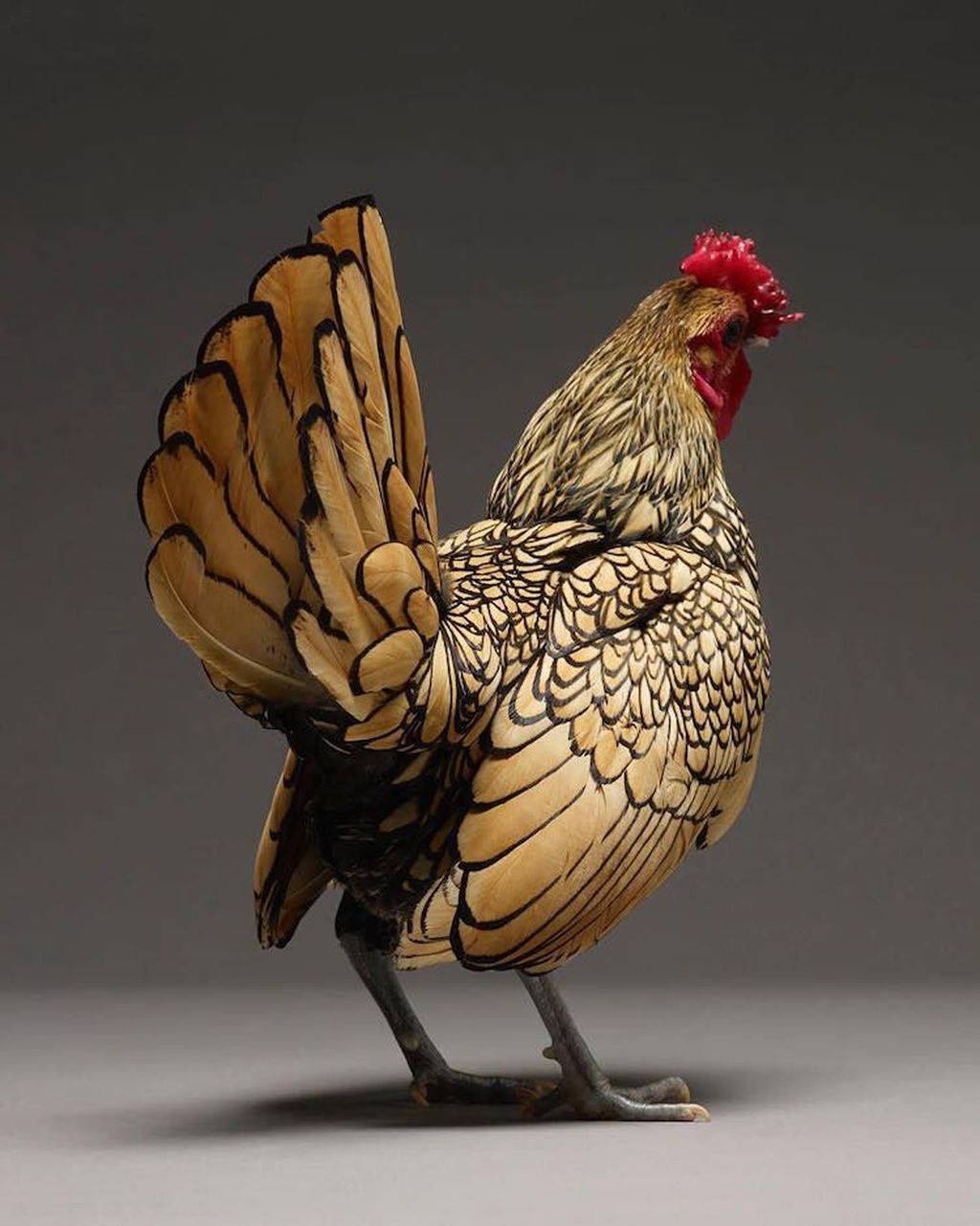 Potret Ayam Tercantik Dari Seluruh Penjuru Dunia