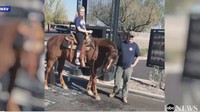 Gadis bernama Aspen Cline itu sempat kecewa lantaran usahanya menunggangi kudanya, Scout, untuk memesan drive-thru di gerai kopi asal Amerika di Anthem, Arizona, ditolak. Menurutnya, menunggangi kuda saat memesan kopi merupakan cara seru untuk merayakan hari ulang tahunnya yang ke-14.  