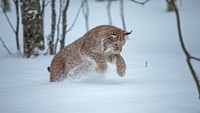 Polar Park adalah rumah pula bagi sejumlah spesies Arktik lainnya, termasuk lynx, beruang coklat, rubah Arktik, lembu musk, dan rusa. Banyak yang terancam punah atau punah di alam liar Norwegia (CNN Travel)