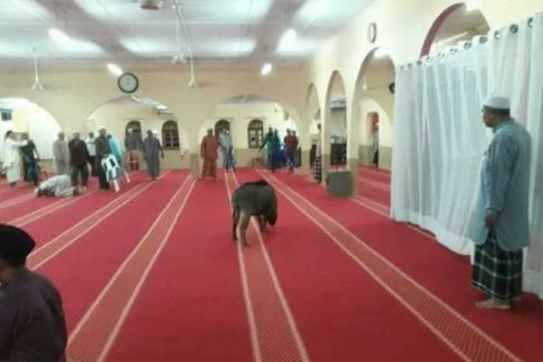 Babi Hutan Nyelonong Masuk Masjid, Lukai Jemaah Salat Maghrib Babi Hutan Nyelonong Masuk Masjid, Lukai Jemaah Salat Maghrib
