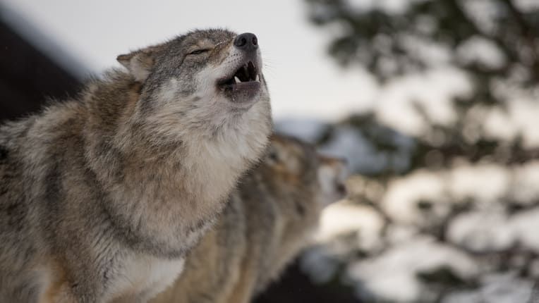 Polar Park Norwegia Polar Park Norwegia