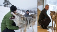 Letak Polar Park ada di Bonesveien, 9360, Norwegia. Karena diburu, serigala abu-abu kehilangan habitatnya (CNN Travel)