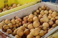 Panen Telah Tiba! Duku Super Manis dari Komering Akan Banjiri Pasar