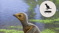 Peneliti utama Fabien Knoll dari ARAID-Dinopolis dan University of Manchester mengatakan analisis perkembangan tulang dapat digunakan untuk mempelajari karakteristik evolusioner. Dari bagian hidung hingga ekor, anak unggas itu berukuran sedikit lebih pendek dari jari kelingking tangan manusia. Beratnya hanya 10 gram. Seniman Paul Martin membuat ilustrasi anak burung terkecil ini. Foto: RAUL MARTIN/manchester.ac.uk