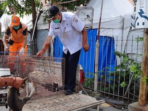 Bikin Warga Resah, Puluhan Kucing Liar Ditangkap di Jakpus