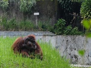 Bunbin Bandung Sebar Foto Pria Pelempar Rokok ke Orang Utan