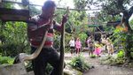 Penampakan 2 Ular Piton 3 Meter Pemakan Ternak di Boyolali