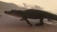 Aligator itu kepergok jalan-jalan di depan toko barang antik, Junque in The Trunk di Pantai Flagler, Florida, AS.