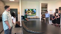 Sambil membawa ular yang sudah dibius, pakar menjelaskan kebiasaan piton. Ular ini biasanya melakukan hal ini saat mereka terancam. Dengan memuntahkan makanannya, ular itu punya kesempatan lebih besar untuk kabur.