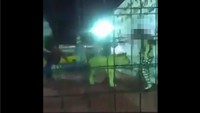 Bocah-bocah itu sempat berlarian ketika sang singa berusaha mendekat. Salah seorang anak perempuan menjadi incaran singa tersebut.