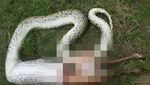 Foto: Penampakan Piton yang Muntah karena Makan Rusa Kegedean