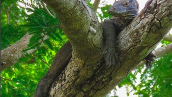 Melihat secara langsung reptil terbesar, Komodo di Pulau Rinca. Foto: instagram.com/e_kaspersky