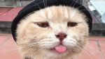 Style Like a Cool Man! Ini Cho Si Kucing Viral yang Bikin Gemas