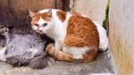 Foto: Surga untuk Kucing Telantar di Pekanbaru