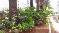 Pohon-pohon itu direlokasi ke beberapa titik yakni Taman BMW Jakarta Utara, RTH Jalan Tipar Cakung Jakarta Utara, dan RTH Kalijodo.