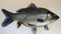 Ikan mas atau ikan tombro adalah ikan air tawar yang mudah ditemukan sehari-hari (Foto: Pool)