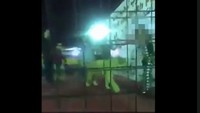 Tidak diketahui alasan pasti mengapa ada sejumlah bocah yang berada di kandang singa tersebut. Namun, dari rekaman video itu terdengar hentakan musik keras seperti di taman hiburan. 