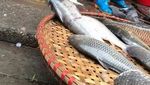 Bikin Gemas! Lihat Kucing Ini Berjualan Ikan, Daging dan Telur di Pasar