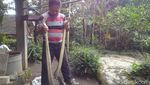 Penampakan 2 Ular Piton 3 Meter Pemakan Ternak di Boyolali