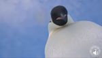 Foto: Dua Penguin yang Selfie Ini Bikin Gemas