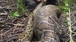 Foto: Penampakan Piton yang Muntah karena Makan Rusa Kegedean