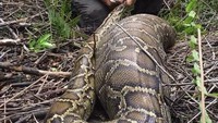 Ular piton rakus ini ditemukan di Hutan Collier-Seminole, Florida, Amerika Serikat. Ular itu ditemukan sedang mencoba makan rusa yang ukurannya lebih besar dari ular itu sendiri