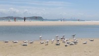 Tidak hanya turis yang bersantai di Pantai Palm Beach di Gold Coast, Queensland . Di sini puluhan Burung Camar juga bermain dan bersantai di pantai. Hal ini menjadi daya tarik bagi turis. (Afif/detikTravel)