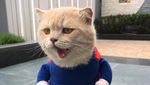 Style Like a Cool Man! Ini Cho Si Kucing Viral yang Bikin Gemas