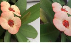 Adu Jepret Kamera iPhone X vs Galaxy S9+, Bagus Mana?