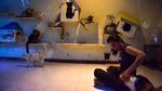 Foto: Surga untuk Kucing Telantar di Pekanbaru