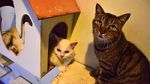 Foto: Surga untuk Kucing Telantar di Pekanbaru