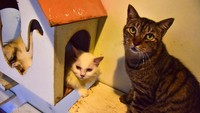 Hewan berbulu itu bebas berkeliaran di halaman hingga ke dalam rumah bermain bersama penghuninya.