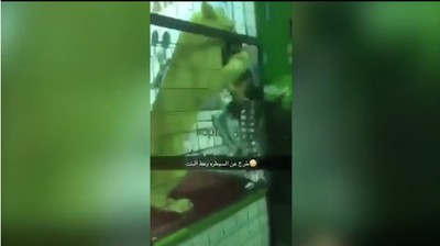 Momen Mencekam Singa Terjang Bocah di Arab Saudi