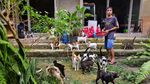 Foto: Surga untuk Kucing Telantar di Pekanbaru