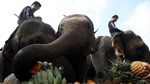 Foto: Saat Gajah-gajah Ikut Pertandingan Polo di Bangkok