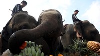 Sebelum pertandingan, gajah-gajah ini diberi makan terlebih dahulu. 