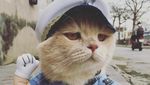 Style Like a Cool Man! Ini Cho Si Kucing Viral yang Bikin Gemas