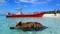 Pulau Babi atau Pig Island di Bahama tidak hanya menawarkan keindahan pantainya saja. Pengunjung di sini bisa berenang bersama babi lho. Benar-benar berenang! (Travel Bahamas/ Facebook)