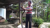 Sedangkan satu ekor ular yang berukuran hampir sama itu juga ditangkap Badrun dari rumah tetangganya, Sofyan, warga Belakan RT 03/01 Sisdodipuran, sekitar satu bulan lalu. Ular berjenis kelamin jantan tersebut ditangkap saat memangsa ayam di kandang ayam rumah Sofyan.