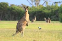 Melihat kanguru di alam liar, jadi suguhan di Australia