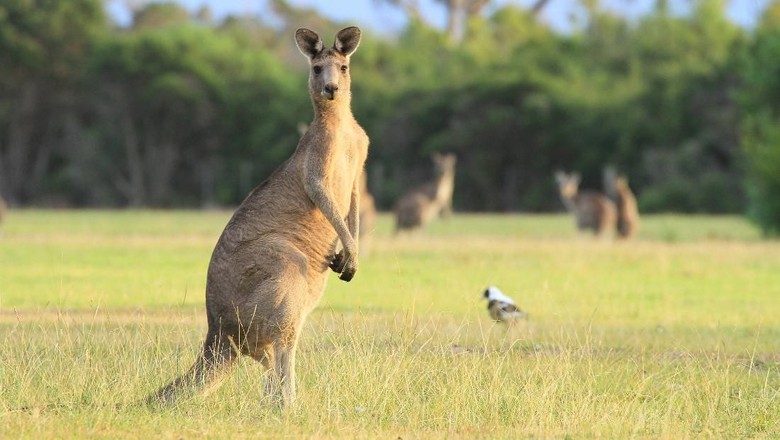 Kanguru Kanguru