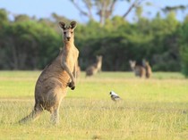 Kanguru Zaman Es Beratnya 250 Kg Tapi Masih Bisa Lompat, Kok Bisa?