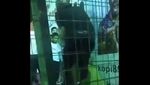 Momen Mencekam Singa Terjang Bocah di Arab Saudi