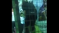 Dengan susah payah, orang asing itu akhirnya berhasil melepaskan gadis itu dari jeratan sang singa.