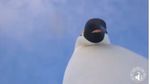 Foto: Dua Penguin yang Selfie Ini Bikin Gemas
